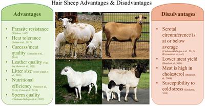 Hair sheep in the Americas: economic traits and sustainable production